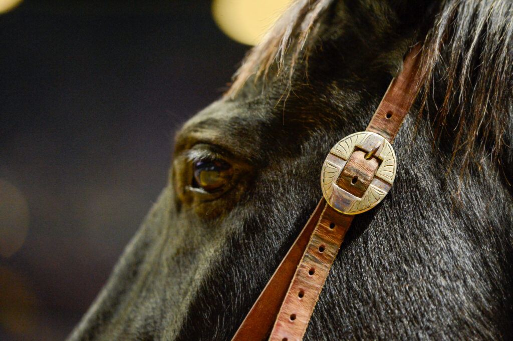 NFR 2025 horse virus