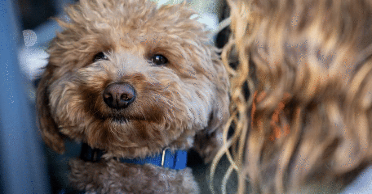 Abandoned Airport Dog ‘JetBlue’ Adopted by Vegas Officer