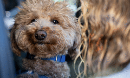 Abandoned Airport Dog ‘JetBlue’ Adopted by Vegas Officer