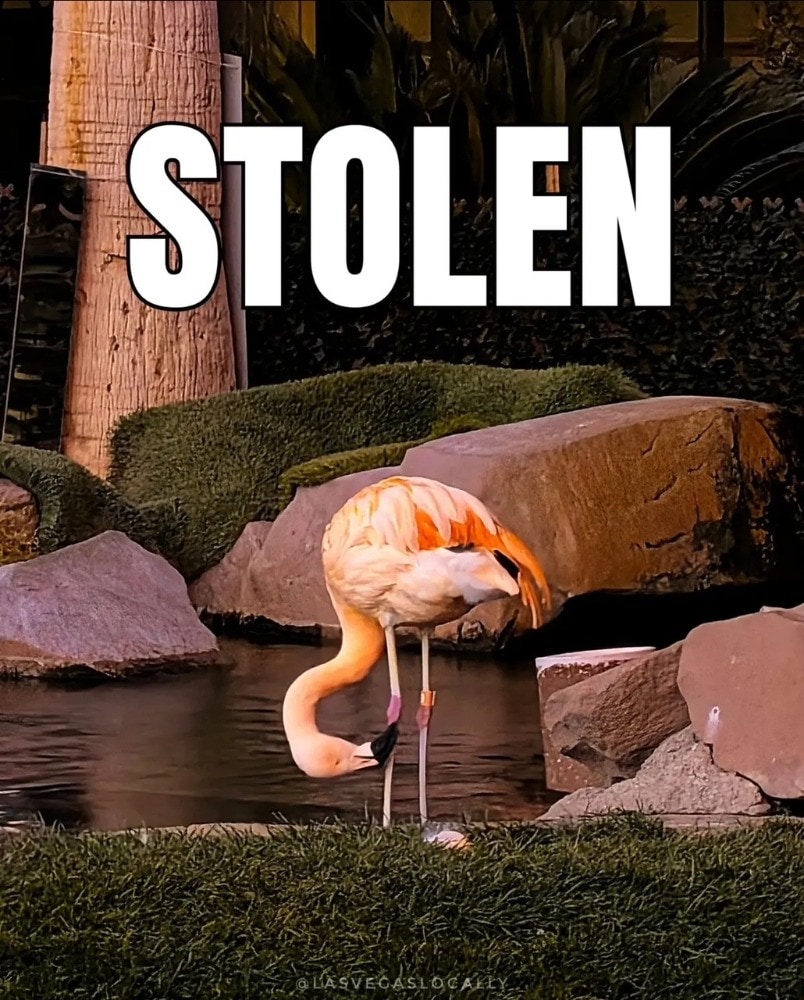 Canadian Tourist Arrested After Allegedly Stealing and Injuring Flamingo on Las Vegas Strip