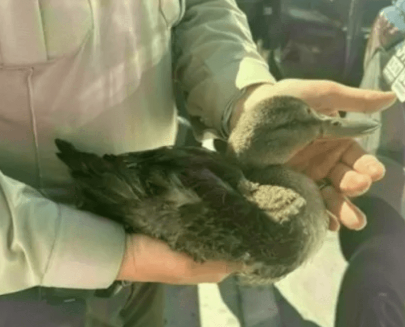 Woman Charged After Allegedly Grabbing and Injuring Baby Duck at Vegas Strip Resort