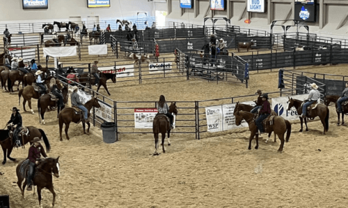 Police Arrest Teen After Three Horses Stabbed at Vegas Barrel Racing Event
