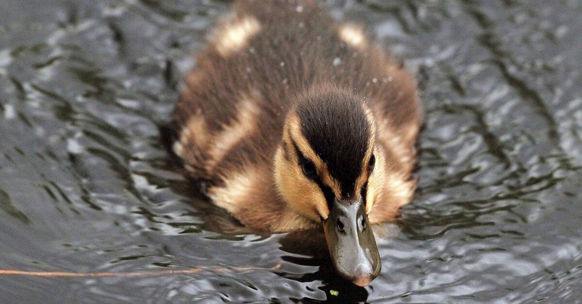 Woman Charged After Allegedly Grabbing and Injuring Baby Duck at Vegas Strip Resort