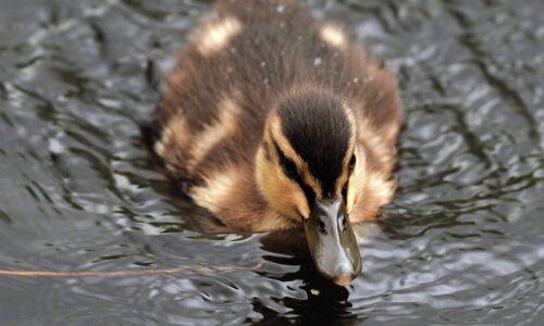 Woman Charged After Allegedly Grabbing and Injuring Baby Duck at Vegas Strip Resort